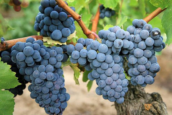 (carignan)